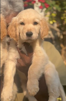 Golden Retriever puppy From Kolkata for sale